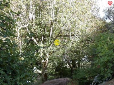 For sale Coux-et-bigaroque 3 rooms 57 m2 Dordogne (24220) photo 4