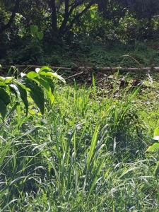 Annonce Vente Terrain Saint-joseph 972
