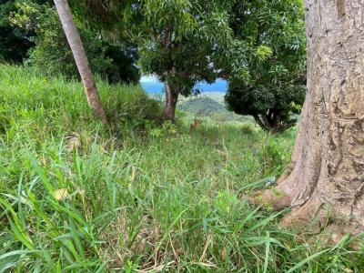 For sale Morne-vert 10800 m2 Martinique (97226) photo 3