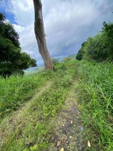 For sale Morne-vert 10800 m2 Martinique (97226) photo 4