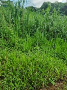 Acheter Terrain Lamentin 147000 euros
