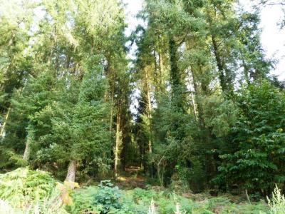 For sale Melrand 13280 m2 Morbihan (56310) photo 4