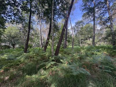 For sale Escalans Landes (40310) photo 2