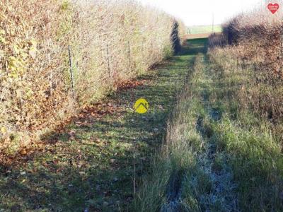 Annonce Vente Terrain Plou 18