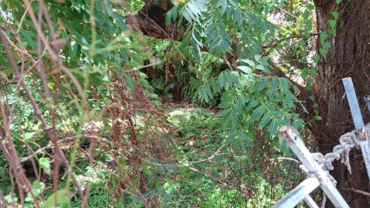 Annonce Vente Terrain Basse-terre 971