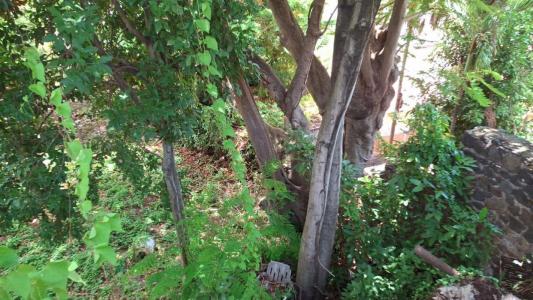 Acheter Terrain 495 m2 Basse-terre