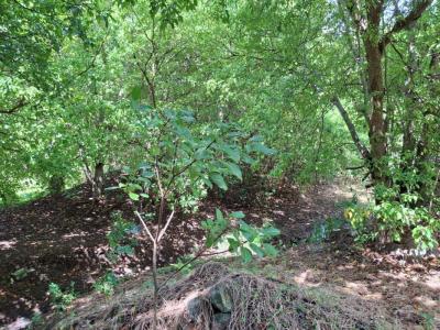 Annonce Vente Terrain Terre-de-bas 971