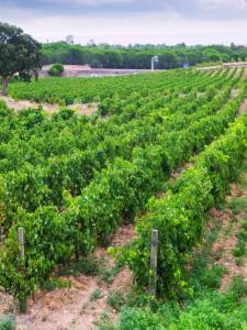For sale Pouzols 4 rooms 122 m2 Herault (34230) photo 2