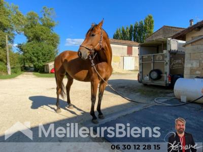 For sale Soumeras 12 rooms 376 m2 Charente maritime (17130) photo 0