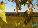 For sale Land Pellegrue  1500 m2