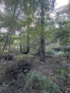 Acheter Terrain Saint-pe-saint-simon