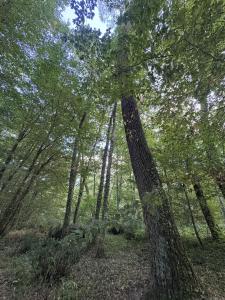 Acheter Terrain Saint-pe-saint-simon Lot et garonne