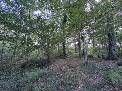 Acheter Terrain Saint-pe-saint-simon 75000 euros