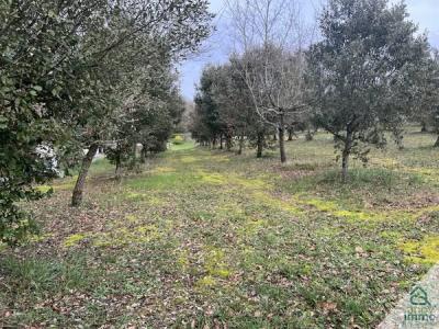 For sale Aussac-vadalle 9656 m2 Charente (16560) photo 1