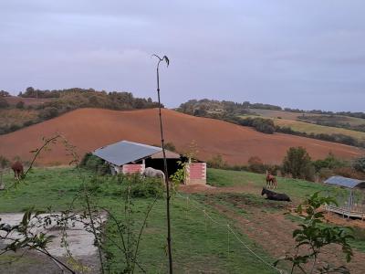 For sale Pin-murelet Haute garonne (31370) photo 1