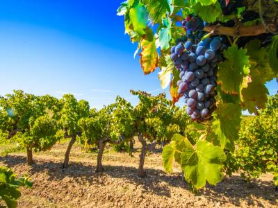 For sale Marcorignan 5 rooms 141 m2 Aude (11120) photo 3