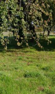 Acheter Terrain 301 m2 Saint-rogatien