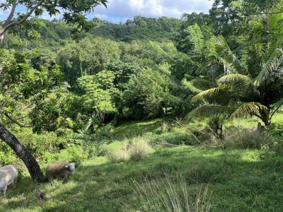 Annonce Vente Terrain Ducos 972