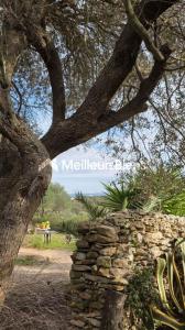 Acheter Prestige 420 m2 Bonifacio