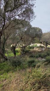 Acheter Prestige Bonifacio 1975000 euros