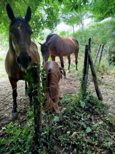 Acheter Prestige Saint-pierre-de-riviere 469000 euros