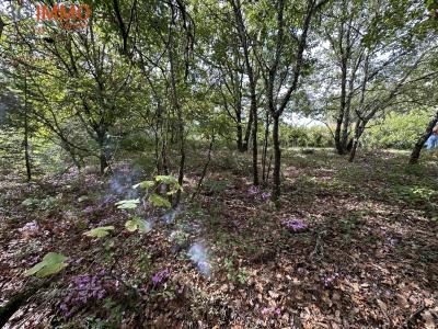 Acheter Terrain Roquefort