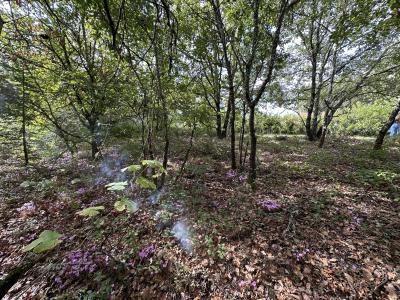 Acheter Terrain Roquefort Lot et garonne