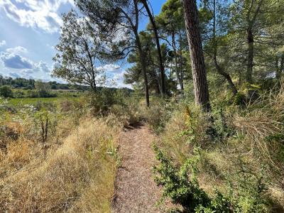 Acheter Terrain 1396 m2 Rieux-minervois