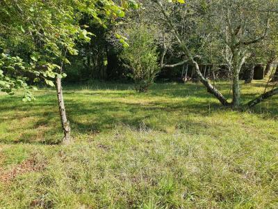 Annonce Vente Terrain Belin-beliet 33