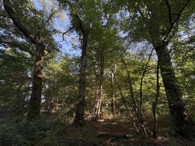 Acheter Terrain 32767 m2 Neuillay-les-bois