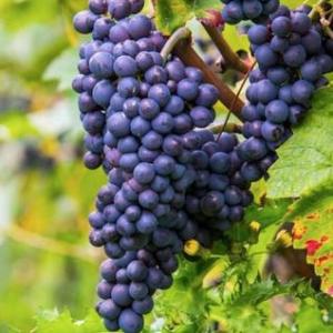 Annonce Vente Prestige Blaye 33