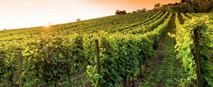 Acheter Prestige Blaye Gironde