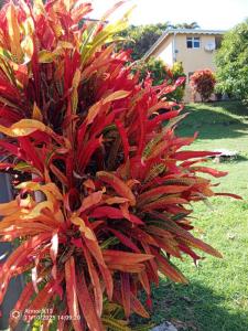 Acheter Immeuble 240 m2 Marigot