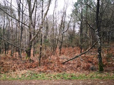 Annonce Vente Terrain Peaule 56