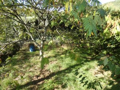 Annonce Vente 3 pices Maison Roquecourbe 81