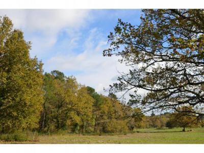 Annonce Vente Terrain Porcheres 33