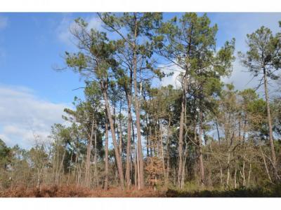 Acheter Terrain Porcheres Gironde