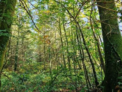 Acheter Terrain Ploerdut Morbihan