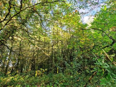 Acheter Terrain Ploerdut 26650 euros