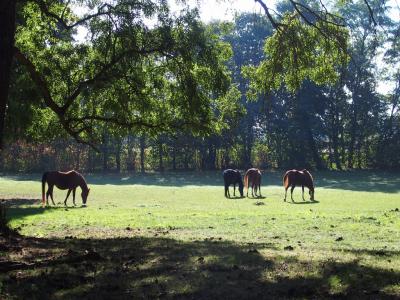 Acheter Maison Alencon Orne