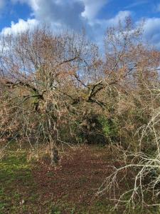 Acheter Maison 70 m2 Coulounieix-chamiers