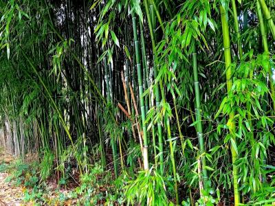 Annonce Vente Terrain Lescure-d'albigeois 81