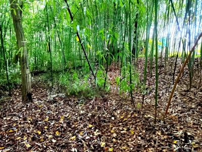 Acheter Terrain 3192 m2 Lescure-d'albigeois