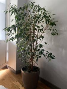 Louer Appartement Lyon-2eme-arrondissement 506 euros