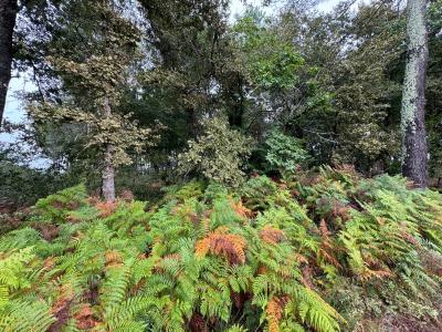 Annonce Vente Terrain Escalans 40