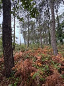Acheter Terrain Escalans Landes