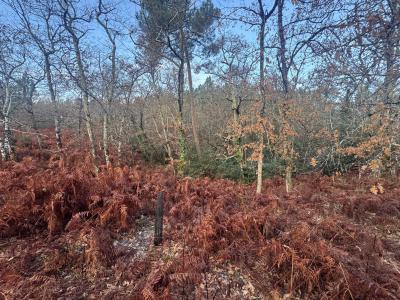 Annonce Vente Terrain Balizac 33