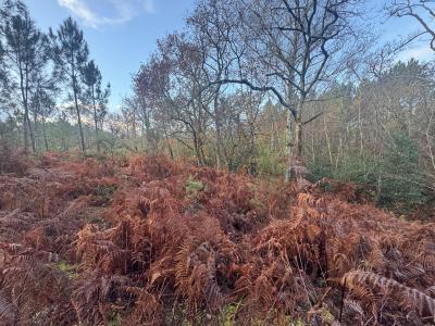 Acheter Terrain Balizac