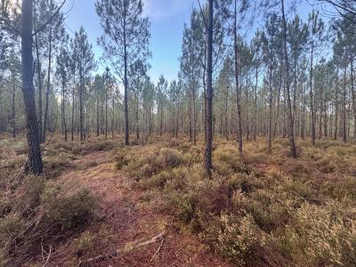 Acheter Terrain Balizac 25000 euros