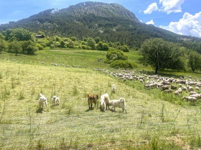 Acheter Terrain Saint-lions 49000 euros